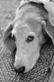Black and White Photos